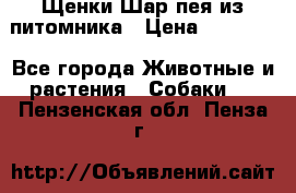 Щенки Шар пея из питомника › Цена ­ 25 000 - Все города Животные и растения » Собаки   . Пензенская обл.,Пенза г.